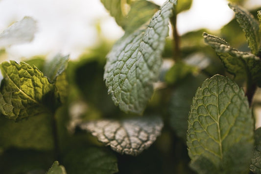 spearmint plant